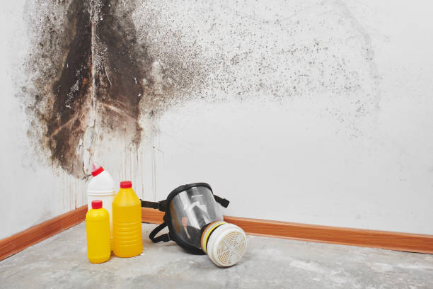 Best Post-Flood Mold Remediation in Jay, OK