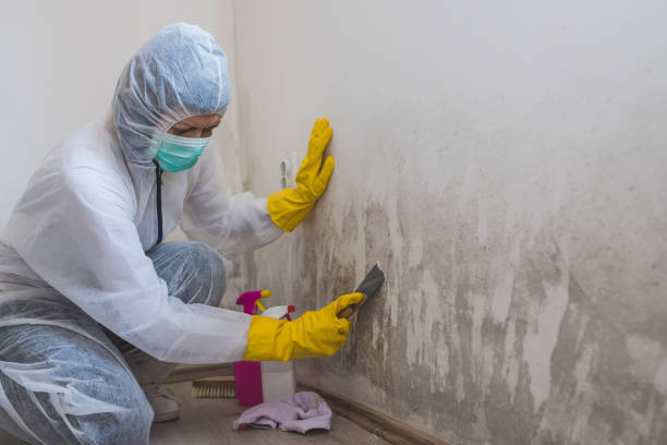 Best Mold Remediation for Specific Building Types in Jay, OK