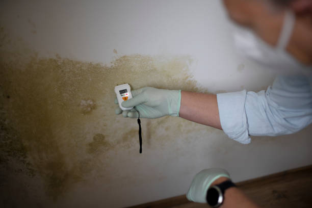 Best Residential Mold Remediation in Jay, OK