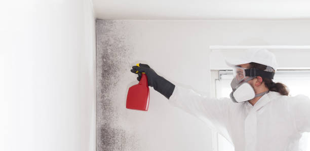 Best Commercial Mold Remediation in Jay, OK