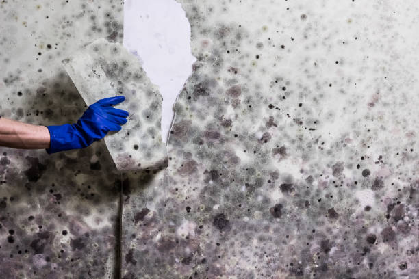 Best Attic Mold Remediation in Jay, OK