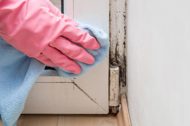 Best Localized Mold Remediation (e.g., coastal areas, humid climates) in Jay, OK